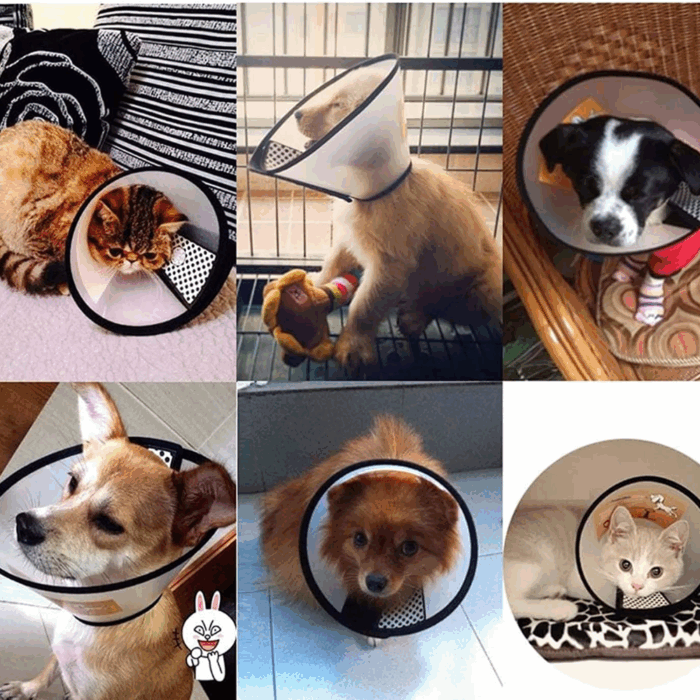 Collare Elisabettiano PVC Taglia Piccola 17-32cm per Cani e Gatti, Trasparente  Anti-Morso - immagine 4